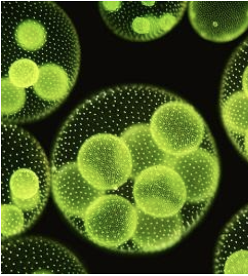 Microphotographie de colonies d’algues vertes sphériques (Volvox)